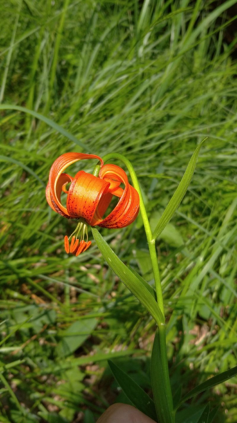 Lilium? S, Lilium carniolicum